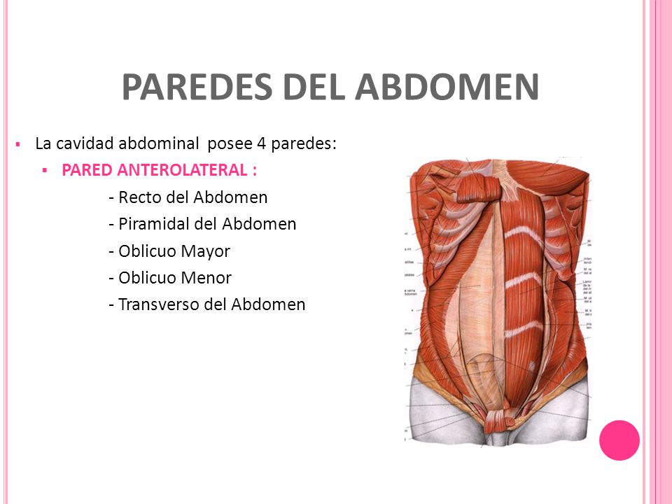 Del piramidal recto abdomen y